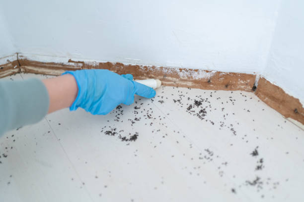 Best Cockroach Control Services  in Larimore, ND